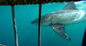 Read more about the article My Crazy Shark Cage Diving Experience