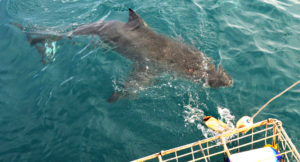 Read more about the article Shark Cage Diving in South Africa