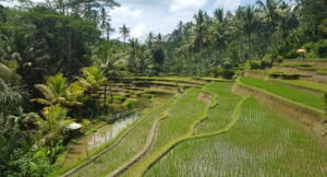 Read more about the article Travel Guide for visiting Ubud, Bali