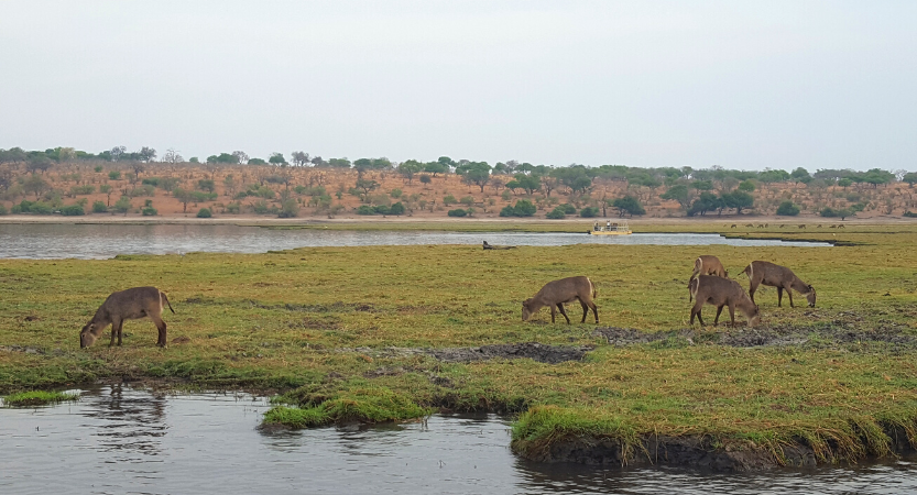 Read more about the article Botswana’s Chobe National Park Ultimate Guide