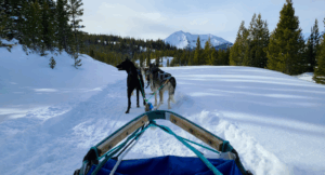 Read more about the article Big Sky, Montana Dog Sledding Experience