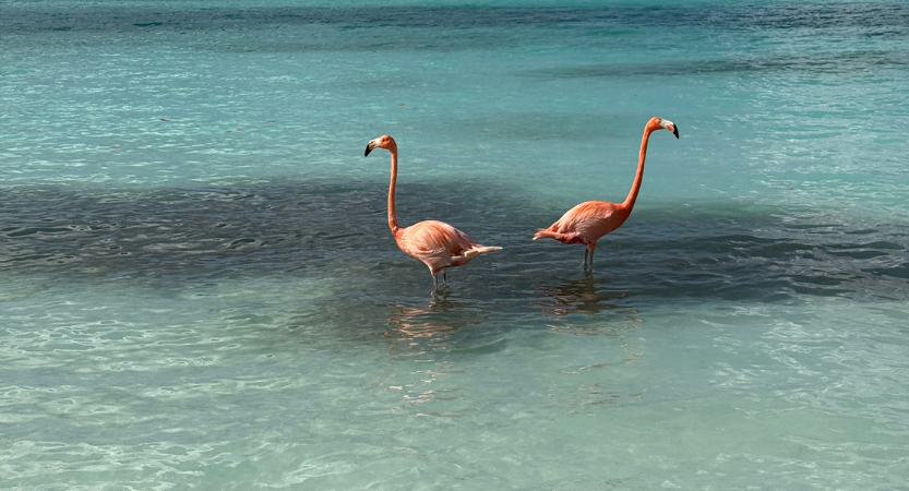 You are currently viewing One Day Visit Flamingo Island Aruba-Spa Edition